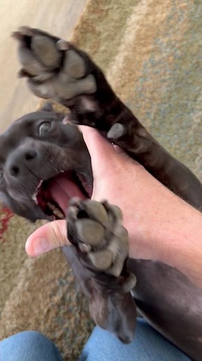 The Claw! #funnyshorts #liarliar #theclaw