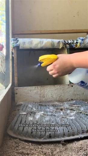 Mite prevention treatment! Part 2 is tomorrow- where & how much to spray on the flock! 🐓 ➡️firstaidgearshop.com⬅️ #mites #poultry #poultryfarming #bugs #chickensoftiktok #backyardchickens #crazychickenlady #raisingchickens #~ | Simply Chickens