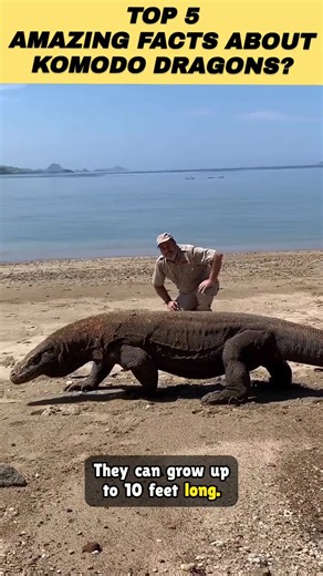 Top 5 Amazing Komodo Dragon Facts That Will Blow Your Mind! 🦎 #shorts
