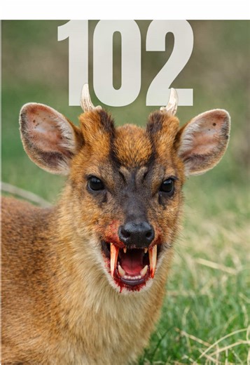 DÍA 102 DE 365 🗓️ El muntjac deer es uno de los ciervos más pequeños del mundo. Una de sus características más llamativas son sus GLÁNDULAS FACIALES FRONTALES, ubicadas debajo de los ojos. Estas glándulas liberan secreciones con feromonas que utiliza para MARCAR TERRITORIO, comunicarse con otros individuos y advertir presencia. En machos adultos, estas glándulas son especialmente grandes y visibles. Es conocido como el “ciervo ladrador” porque emite sonidos agudos similares a un ladrido cuando 