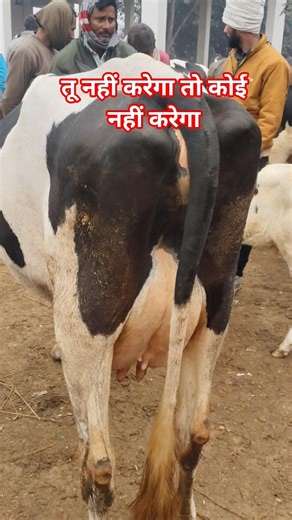 नहीं करेगा तो कोई नहीं करेगा #cow #hfcowprice #farming#trending #shortvideo #youtubevideo#explore