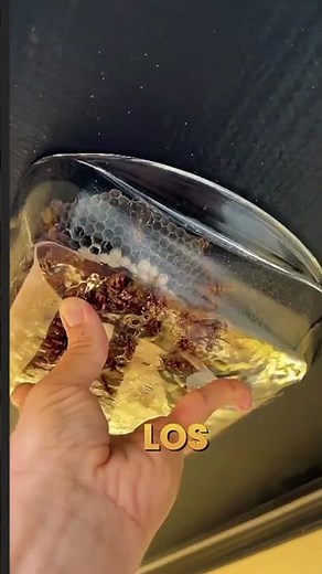 El truco “fácil” para avispas que puede provocar un incendio_ #avispas #avispas #peligro