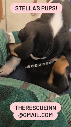 Stella's 10 puppies were born 12.25.25 and are ready soon for forever homes! These mixed breed pups are all so unique and dynamic. 4 girls and 6 boys! Stella is a black lab mix weighing about 75 lbs. Email us at therescueinn@gmail.com AND complete an application here: https://therescueinn.com/adoption-application.html | The Rescue Inn