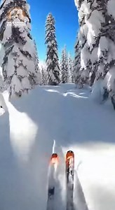 POV: Skiing alone in the Taiga when a wolverine decides to say hello. This thing just launched itself at me! My heart nearly exploded. What would you do if a wolverine attacked you from above? #wildlife #WildAnimalEncounters #WolverineAttack #Taiga #Skiing #GoPro #SCARE | Wild Animal Encounters
