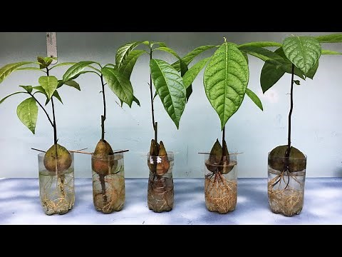 Growing avocado seeds in water very easy