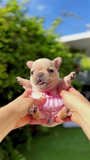 Animals transformation video