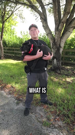 What Is Panosteitis and How Can It Effect YOUR Dog | Mr David - Dog Lover