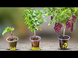 Better Than Soil & Moss! Try This Magic Technique to Grow Grape Trees from Grape Branches at Home