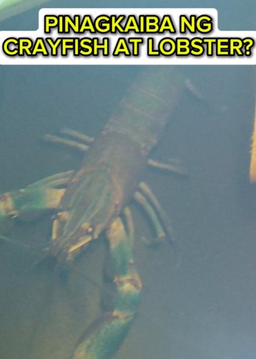 Crayfish vs Lobster? #crayfishfarming #crayfishbreeder #concretepond #backyard #farm #crayfish #business #lobster #pet #food #yabby #seafood #crayfishfarmingphilippines #redclawcrayfish #crawfish #crawfishboil #growwithsesepsfarm #crayfishphilippines #crayfishthailand #crayfishcambodia #crayfishbreeder #crayfishindonesia #Aquaculture #SustainableFarming #RedclawCrayfish #CrayfishFarming #LocalFarm #OrganicFarming #FarmLife #FreshwaterFarming #hobby #CapCut