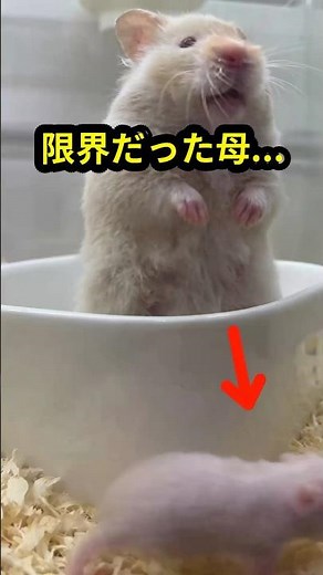 The mother hamster who protected all 18 of her offspring... finally gets a little rest.