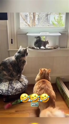 Funny Pets Voice-over #voiceover #petsoftiktok #dogsoftiktok #catsoftiktok #animals