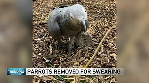 26K views · 289 reactions | “The birds are in timeout” Parrots removed for swearing at a zoo in England | WGN Morning News | Facebook