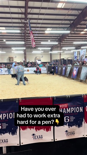 Essential Tips for Successful Show Pig Preparation