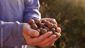 The harvest of macadamia nuts in the hands of a farmer. Macadamia nut plantation