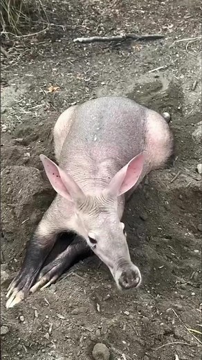 The Night Hunter of Africa: Aardvark