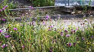 15K views · 1.6K reactions | Unfassbar  Ein paar ungemähte, wilde Wiesen, und das Leben kehrt in die abgetötete Stadt zurück  Hier am Bahnhof Köln-Deutz... Mark Dr. Mark Benecke & Ines Azrael sind weggeflashed 列 Köln – unsere Stadt Stadt Köln Kölner Grün Stiftung NABU Bundesverband | Dr. Mark Benecke | Facebook