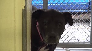 4.3K views · 243 reactions | We heard today that COCO was given her...