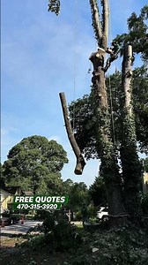 Tree Services / Tree Removal