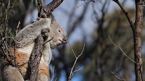 1.1K views · 58 reactions | Keeping endangered species from...