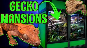 In this exciting video, I take you on a journey of setting up and revealing two MASSIVE and incredible bioactive crested gecko enclosures from Custom Reptile Habitats. Watch as we meticulously construct and decorate these massive 3'x2'x2' habitats, complete with lush plants, natural substrates, and carefully selected hiding spots. Get ready to witness the unveiling of these stunning enclosures, providing a perfect and enriching environment for my beloved crested geckos. Join me as we explore the