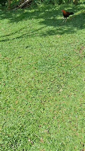 2K views · 99 reactions | Field monitoring using Chicken Droppings as guide to disease identification and making Guided decisions in Treatment medications... Send us your Thoughts, Comments and Suggestions... | Ramon Apoyon | Facebook