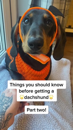 DukeTheDachshund_ on TikTok