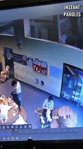 Cette caméra de surveillance filme une scène magnifique entre cette femme et ces chiens
