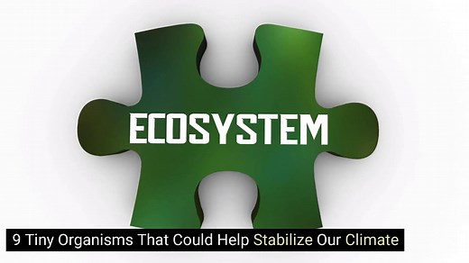 9 Tiny Organisms That Could Help Stabilize Our Climate