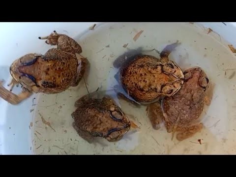 Catch frog jumping for fun, frogs video, funny video