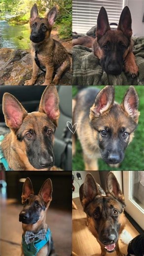 Watching My German Shepherd Puppy Grow Up ❤️ | Ragnar’s Journey From 5 Weeks to almost a year old.