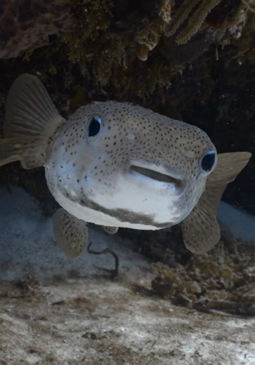 POV: the ocean smiling back at you 😊💙 #oceanlife #scubadiving #cozumel #mexicotravel #coralreef