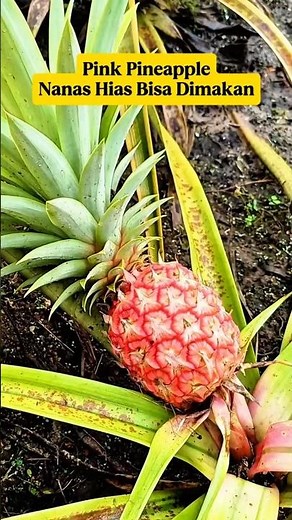 Pink Pineapple⁉️ Turns out This Ornamental Pineapple Is Edible‼️