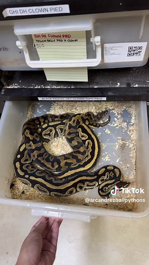 Snake Breeding Behavior Explained: Locking and Egg Laying Process