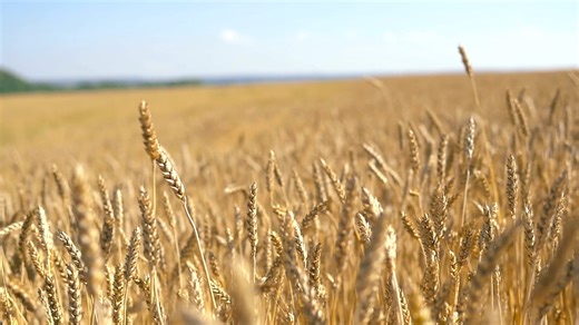 1.4K views · 41 reactions | The Rye Resurgence Project champions...