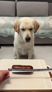 20K views · 212 reactions | I can't stay in this house anymore, it's full of tricks!  #dog #doglover #dogfunny #yituo | The pot ring is a Labrador | Facebook