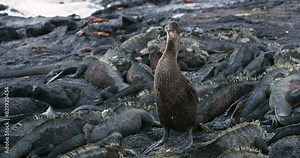 Flightless Cormorant bird vocalizing on beach beside sea Iguanas. Stock Video
