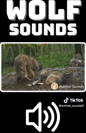 [WOLF SOUNDS] 🔉 Learn the sounds of wolves howling, wolf sound effect