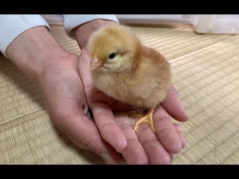 鶏と田舎暮らし① 岐阜県の後藤孵卵場さんにひよこを買いに行きました