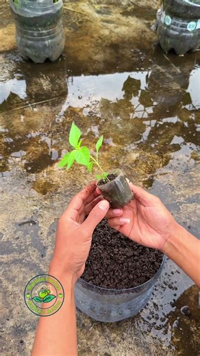 Cara Kreatif Menanam Cabai di Pot Kapiler dari Galon Bekas, Hemat Air & Anti Ribet!