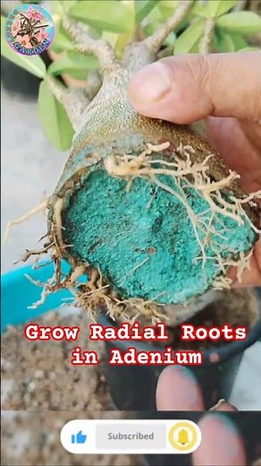 How to Grow Radial Roots in Adenium (Desert Rose)