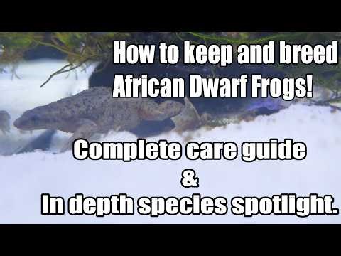 How to keep and breed African dwarf frogs! In depth species spotlight. (Hymenochirus boettgeri)