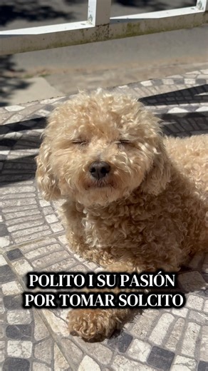 Te amamos polito del solarium 😴 ☀️🐶#mascotas #perros #canichetoy #dormir #manuubass