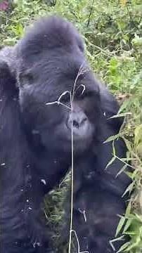 What is the role of a silverback in a gorilla family?