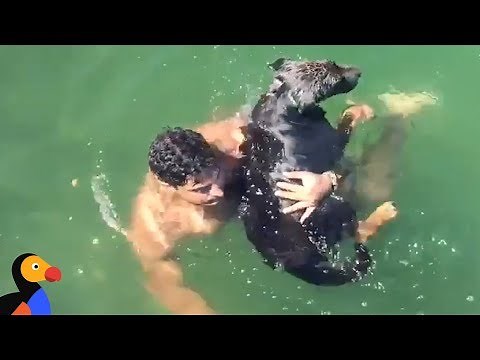 Firefighter Saves Drowning Dog, Reunites Him With Family | The Dodo