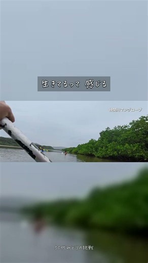 Visiting Japan's Best Mangroves, Even with a Disability | Iriomote Island #Shorts