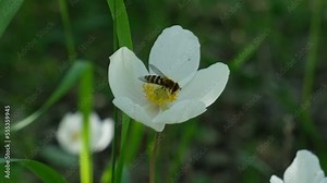 First spring white flowers of anemone with bee in the forest, windy