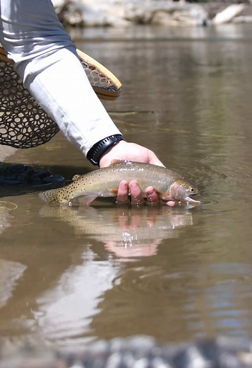 Exploring Colorado River Cutties: A Fly Fishing Adventure