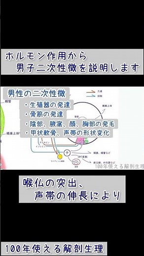 男性ホルモンの作用と男子二次性徴を説明します#shorts