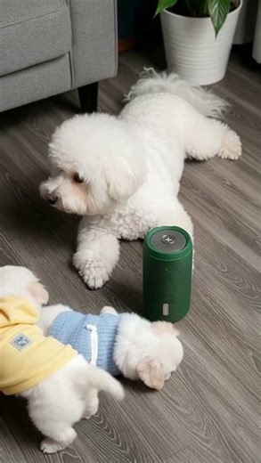 Bichon Family Dance Party 🎶✨💕💕