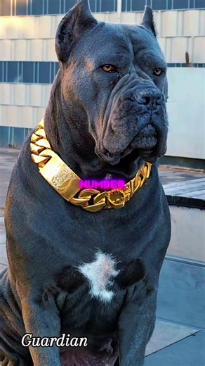 5 Dogs With Serious K9 Potential